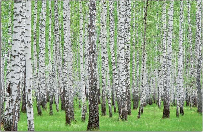 Фотообои бумажные 2,54*1,84 м  СОЛО 157Р4, Польша