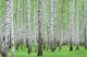 Фотообои бумажные 2,54*1,84 м  СОЛО 157Р4, Польша