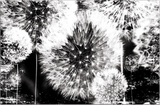 2185V4фотообои Соло 2,54*1,84м (2 части)