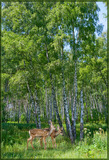 4л Русские березы 134*196 Тула 2009 (10) №77