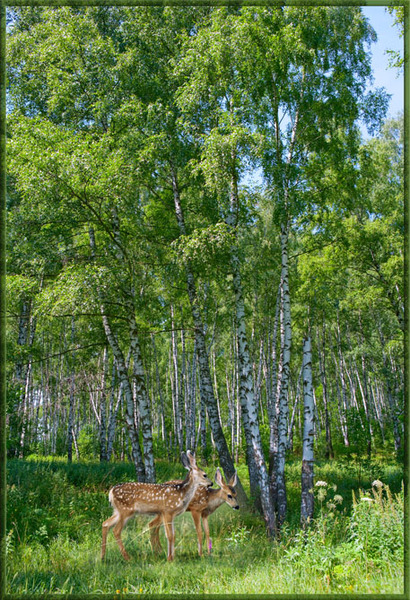 4л Русские березы 134*196 Тула 2009 (10) №77