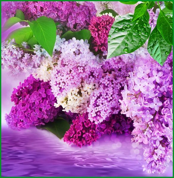 6л Цветущая сирень 196*201 Тула 2012  (10) №124