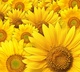 B1-090 Подсолнухи 300*270 Фотопанно Divino Decori