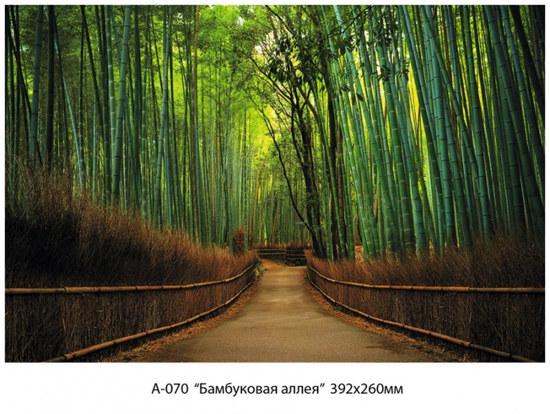 Бамбуковая аллея фотообои 16л А070 392*260 (6)