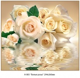 Белые розы фотообои 12 листов А 083 294*260 (6)