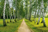 Березовая аллея фотообои 16л А088 (6) 392*260