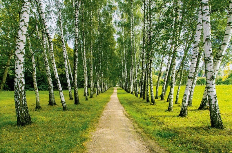 Березовая аллея фотообои 16л А088 (6) 392*260