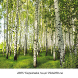 Березовая роща фотообои 12л А055 (6)