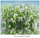 Подснежники фотообои 12л А060 294*260  (6)