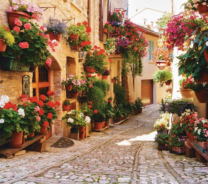 Цветочная улочка фотообои 12л А091 (6) 294*260