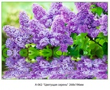 Цветущая сирень фотообои 8л А062 268*196 (6)