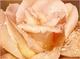 Чайная роза фотообои 8л А098 268*196 (6)