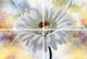 Декор-панно Альба Gerbera 40*60 (4шт) 1 сорт