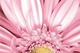 Aster многоцветный AE2N451DТ 30*45 вставка (8) Cersanit 