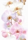 Tropicana Orchids белый вставка TC2M051DT 25*35  Cersanit (15)