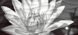 Wave BlackFlowers вставка  черно-белый WA2G441D 20*44 сорт1  Cersanit (12)