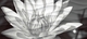 Wave BlackFlowers вставка  черно-белый WA2G441D 20*44 сорт1  Cersanit (12)