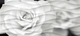 Wave BlackFlowers вставка  черно-белый WA2G442D 20*44 сорт1  Cersanit (12)