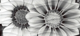 Wave BlackFlowers вставка  черно-белый WA2G443D 20*44 сорт1  Cersanit (12)