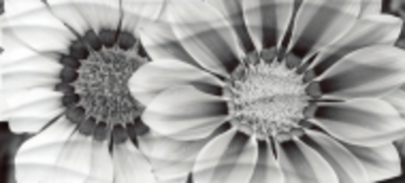 Wave BlackFlowers вставка  черно-белый WA2G443D 20*44 сорт1  Cersanit (12)