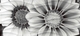 Wave BlackFlowers вставка  черно-белый WA2G443D 20*44 сорт1  Cersanit (12)